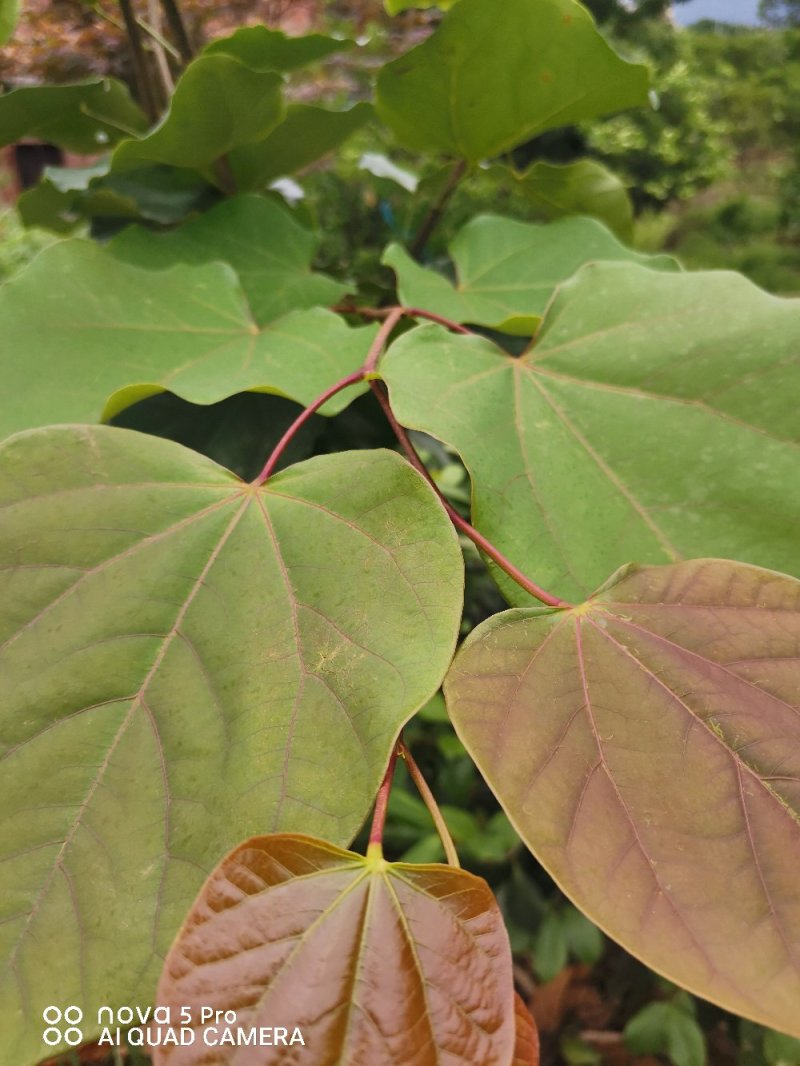 紫荆