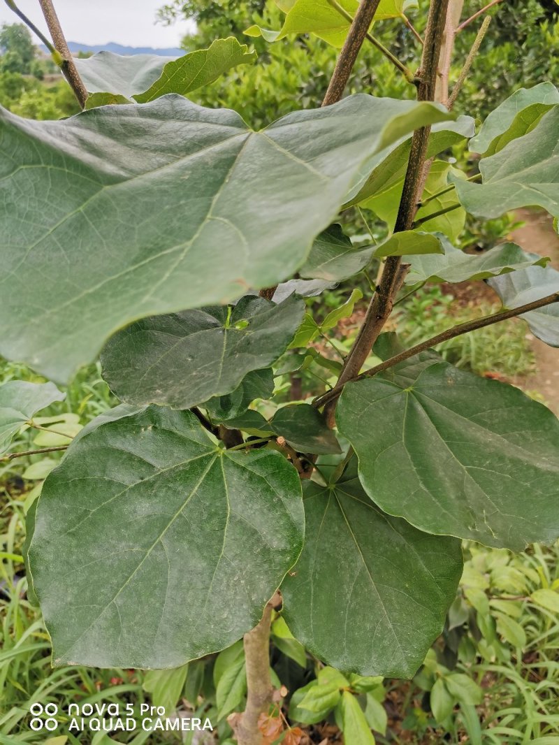 紫荆