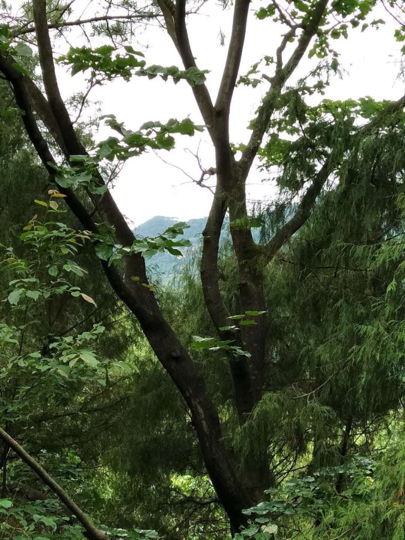 紫荆