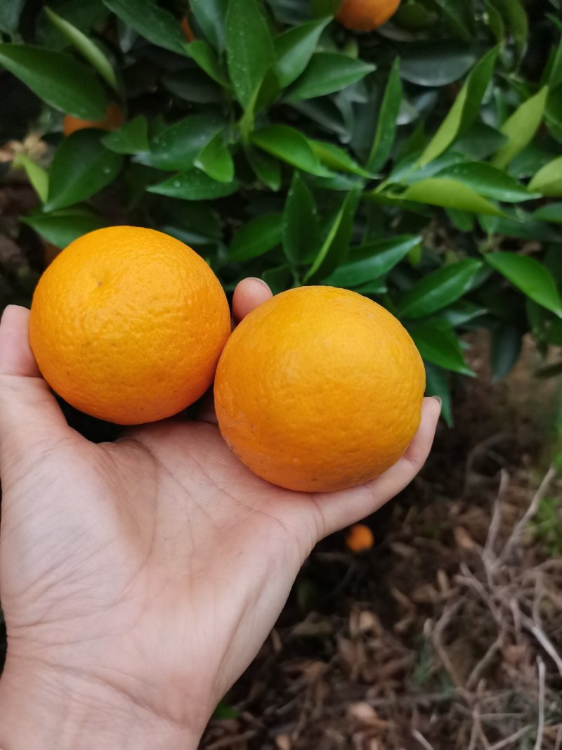 脐橙颜色亮丽，皮薄口感纯正，现采现卖，一手货源无中间商