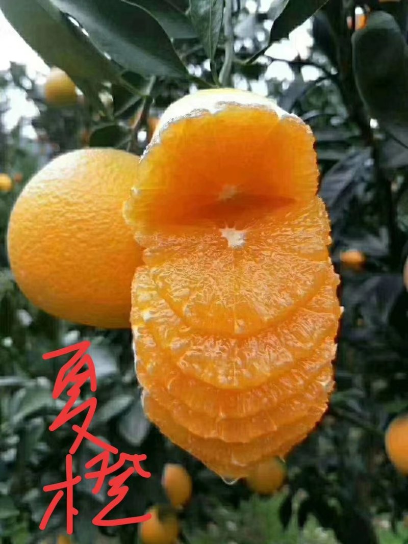 脐橙颜色亮丽，皮薄口感纯正，现采现卖，一手货源无中间商