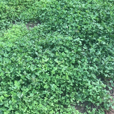 水生植物