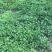 水生植物