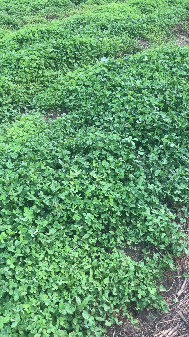 水生植物