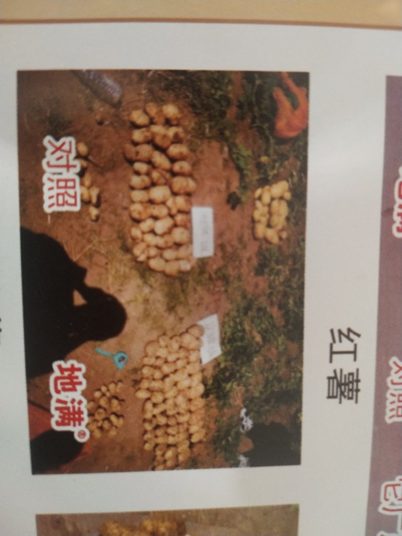 膨大素地满红薯土豆山药花生等各种地下果实作物