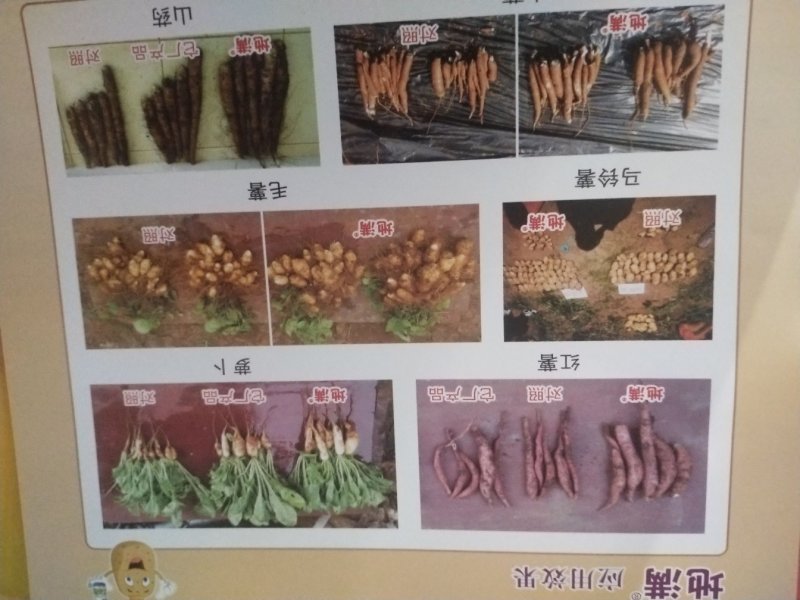 膨大素地满红薯土豆山药花生等各种地下果实作物