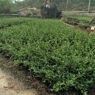 福建茶大量优质福建茶出售