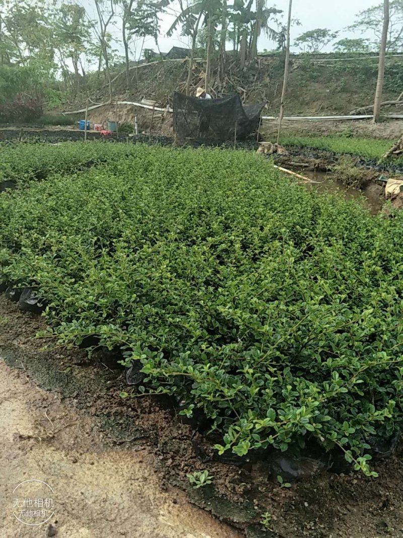 福建茶大量优质福建茶出售