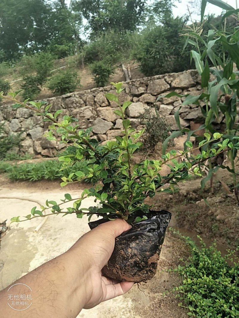 福建茶大量优质福建茶出售