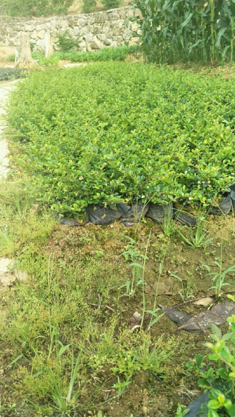 福建茶大量优质福建茶出售