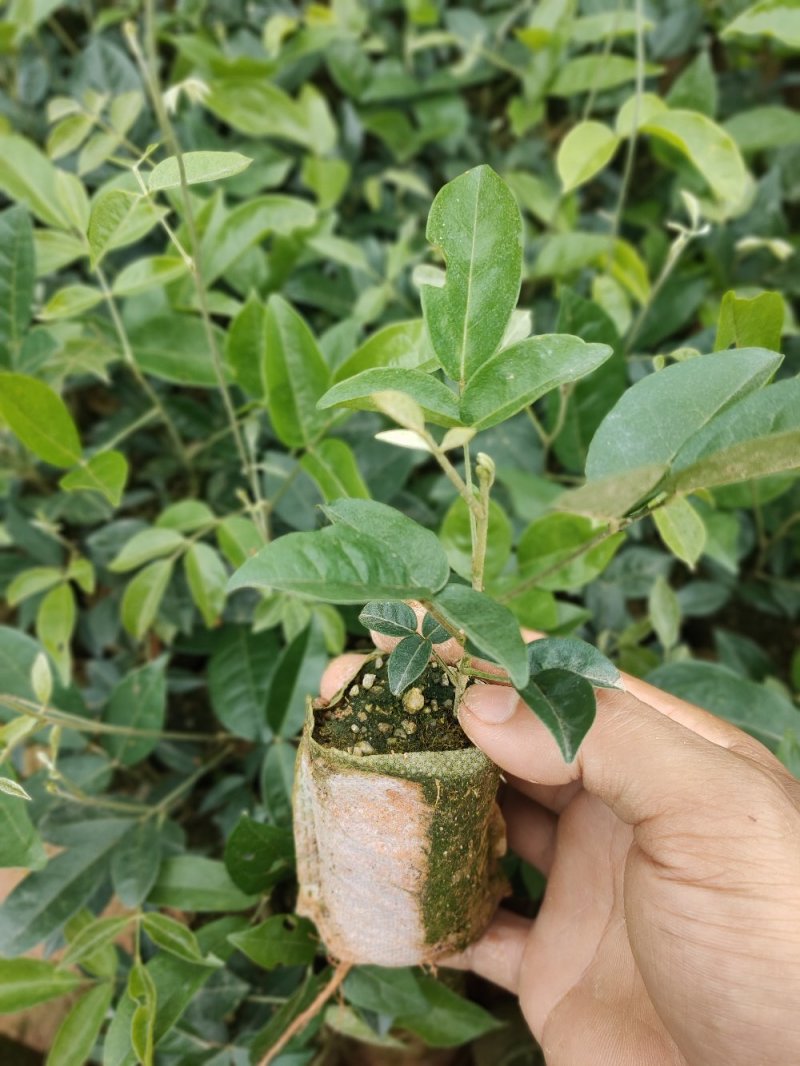 牛大力种苗，产量高，提供技术，包回收。。