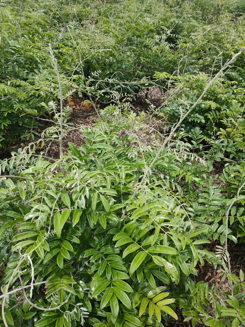 牛大力种苗，产量高，提供技术，包回收。。