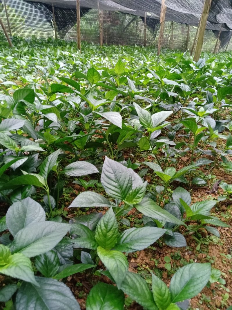 云南特产自产自销糯米香草