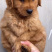 巴哥犬，精品小体型犬，宠物犬送狗粮，送狗笼，全国包邮