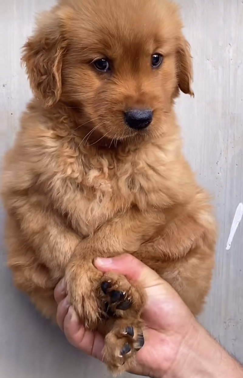 巴哥犬，精品小体型犬，宠物犬送狗粮，送狗笼，全国包邮