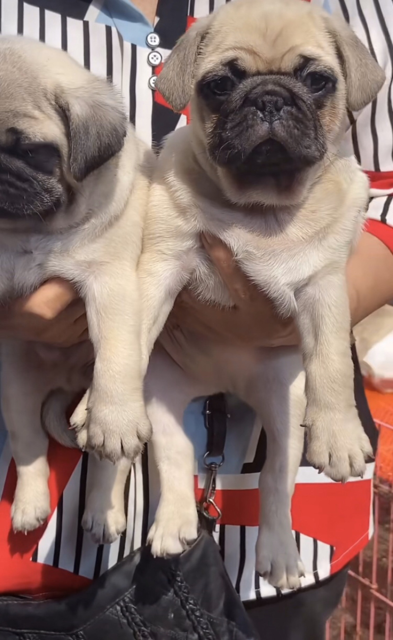 巴哥犬，精品小体型犬，宠物犬送狗粮，送狗笼，全国包邮