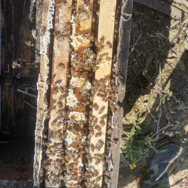 蜂巢蜜甘甜爽口蜜味香浓一件90斤价格美丽