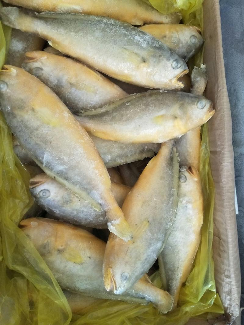 黄花鱼一条半斤左右，适合红烧的好产品