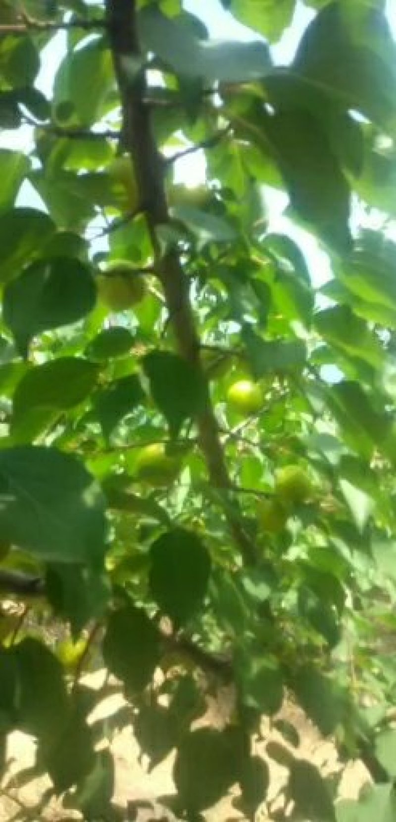 珍珠油杏
