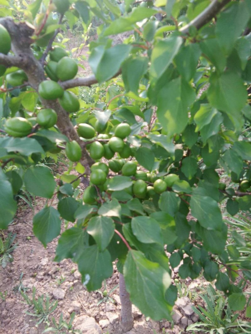 珍珠油杏