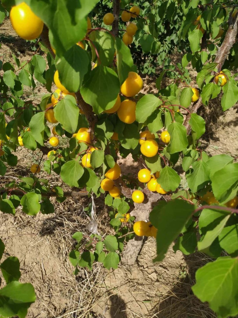 珍珠油杏
