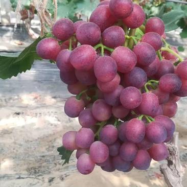 万亩红宝石葡萄浆果直供山东红宝石葡萄浆果单县葡萄量大从优