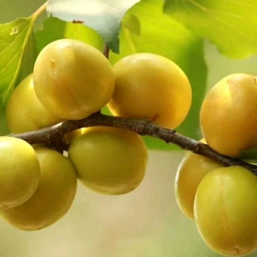 珍珠油杏