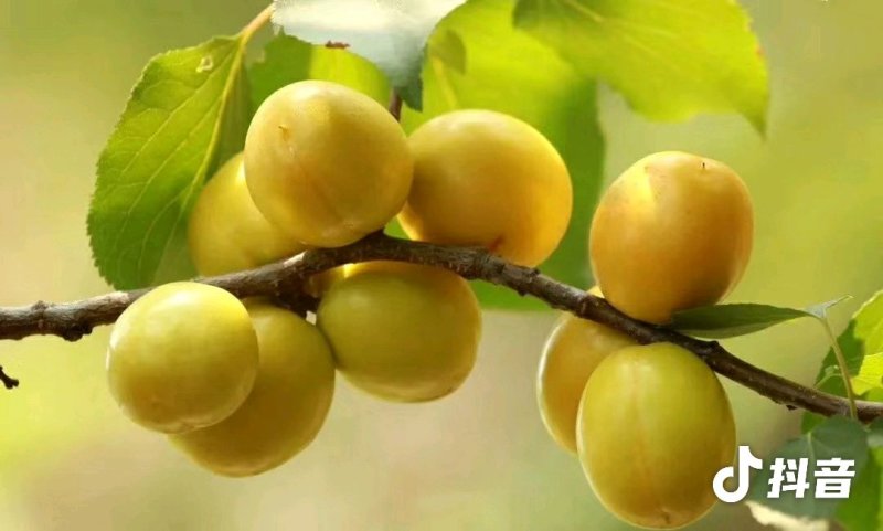 珍珠油杏