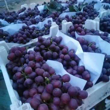 万亩超越一号葡萄浆果直供山东早熟葡萄浆果单县葡萄量大从优