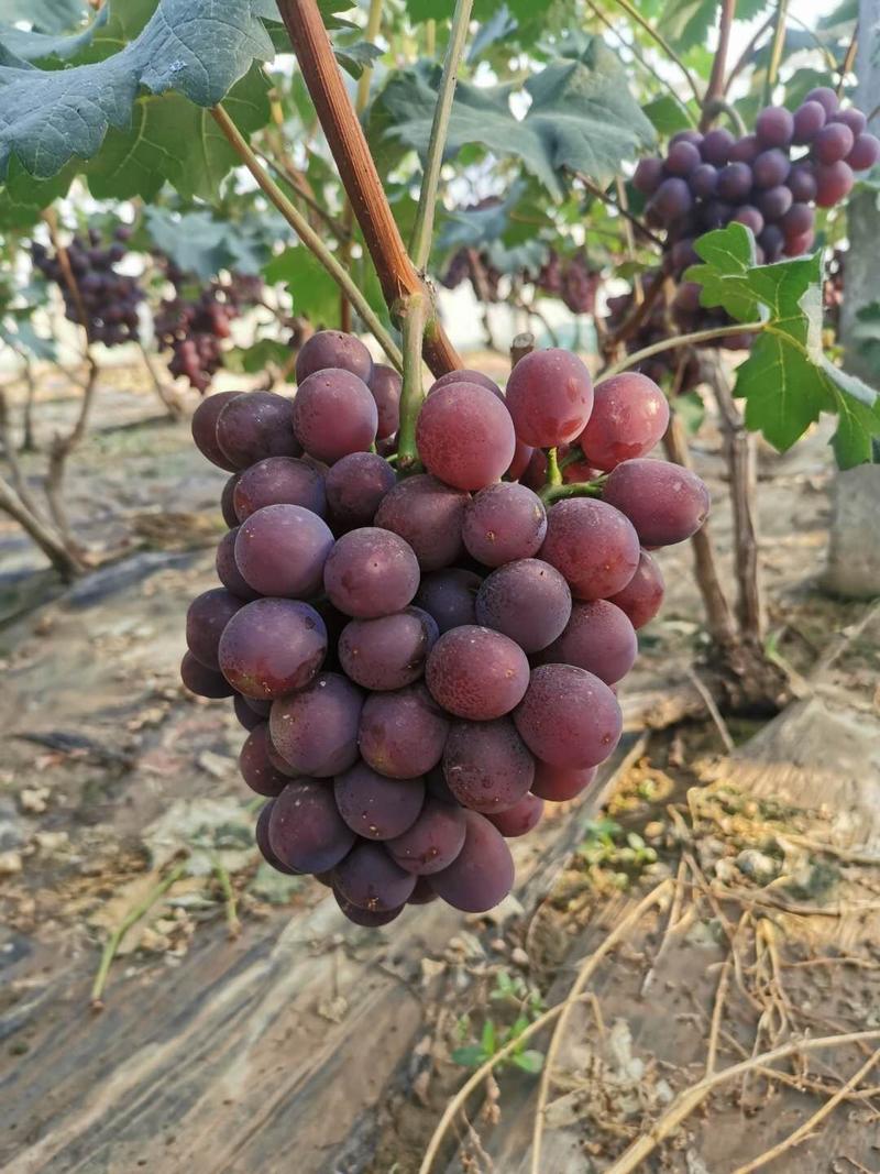 万亩超越一号葡萄浆果直供山东早熟葡萄浆果单县葡萄量大从优