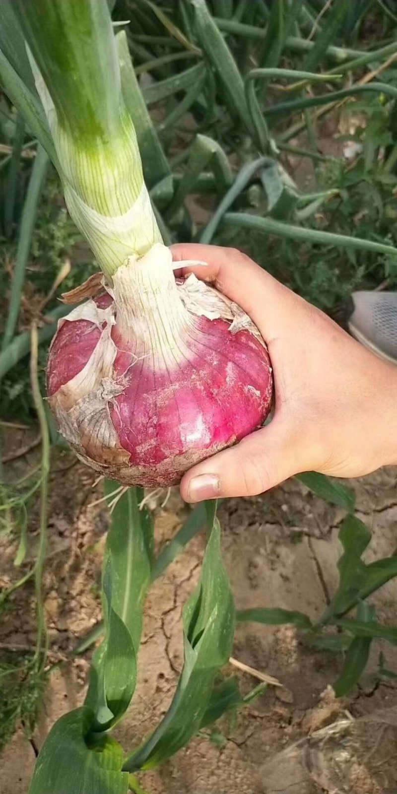洋葱～聊城洋葱、二红洋葱质量保证，量大从优，视频看货产地