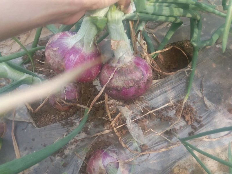 洋葱～聊城洋葱、二红洋葱质量保证，量大从优，视频看货产地
