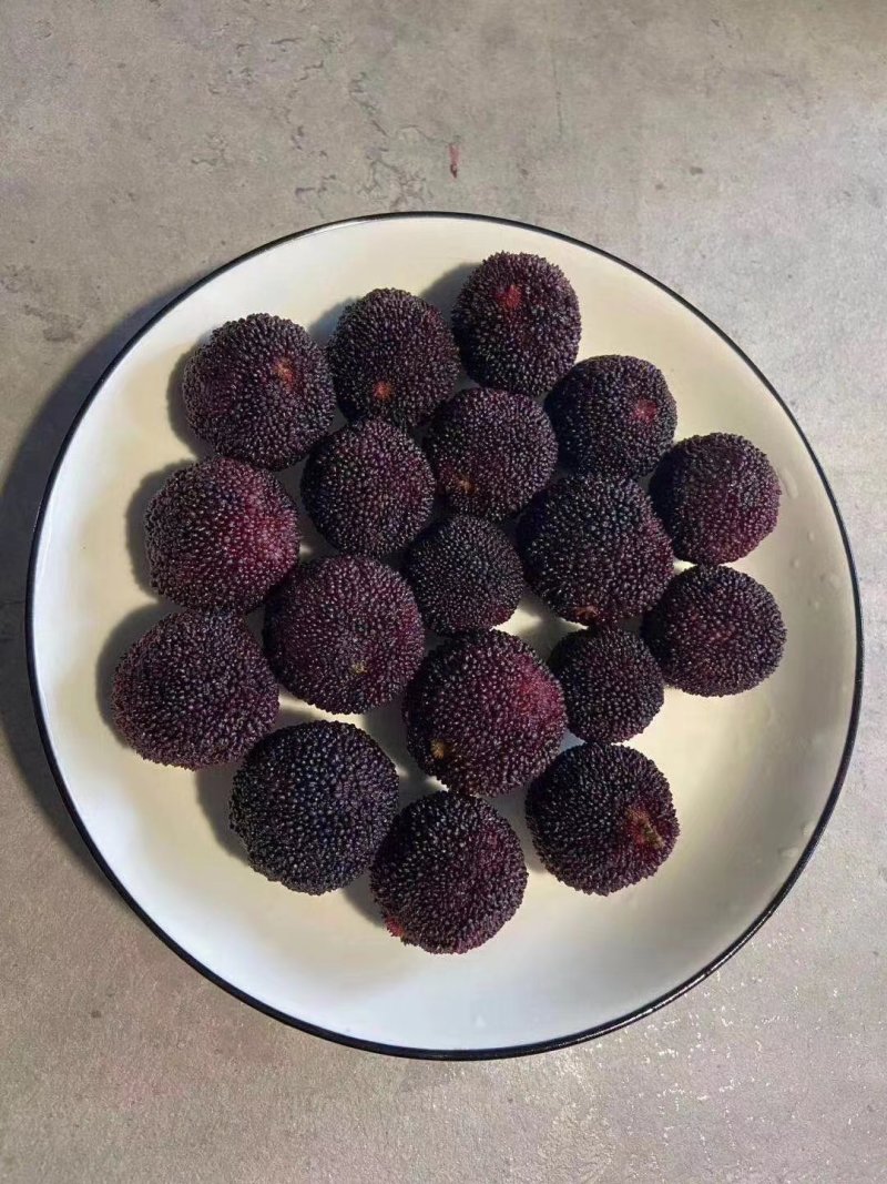 东奎杨梅苗