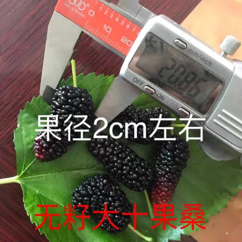 海宁果桑苗：无籽大十，青苗现挖现卖，产量高，纯真嫁接苗