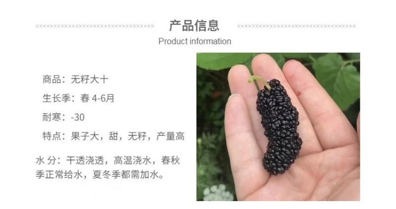 海宁果桑苗：无籽大十，青苗现挖现卖，产量高，纯真嫁接苗