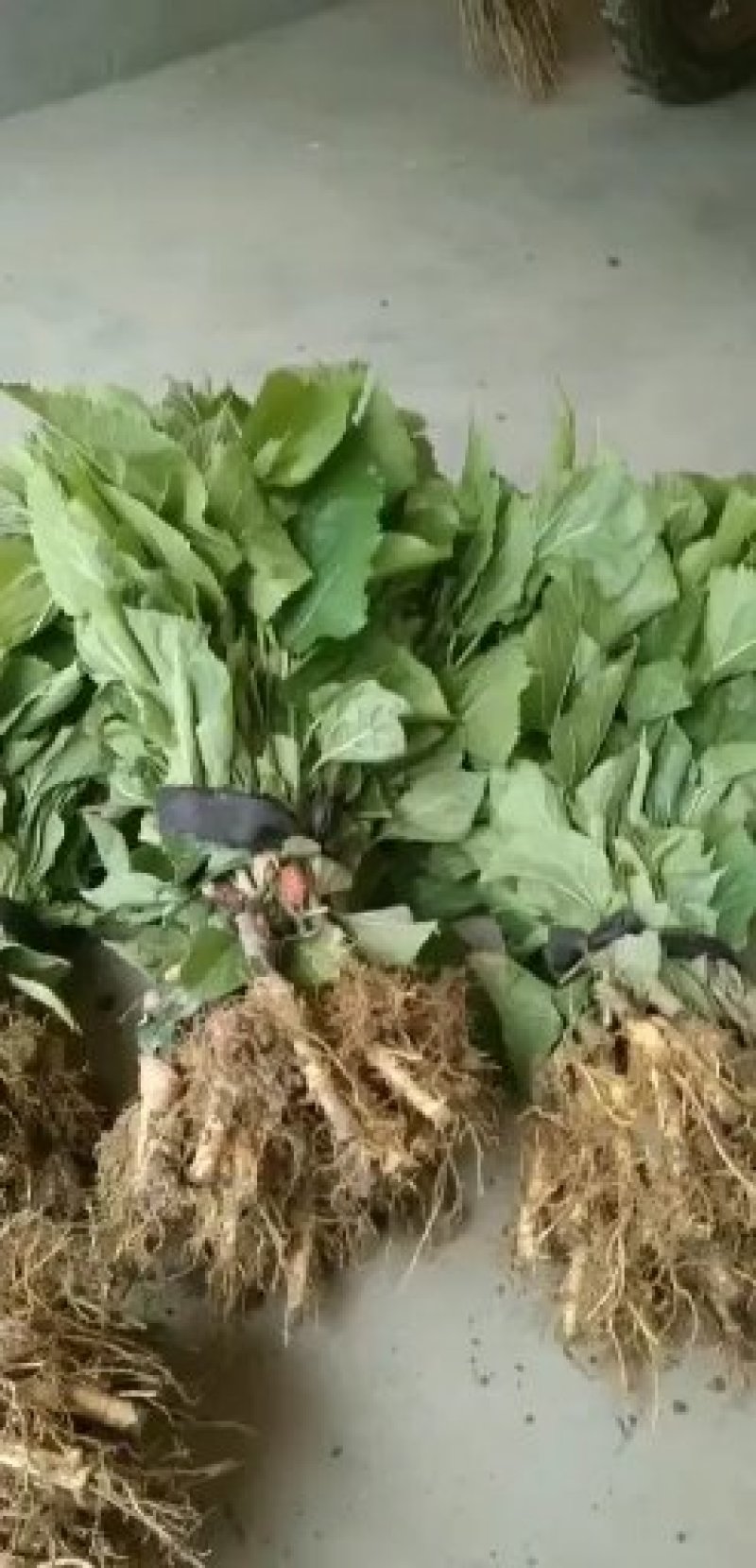 海宁果桑苗：无籽大十，青苗现挖现卖，产量高，纯真嫁接苗