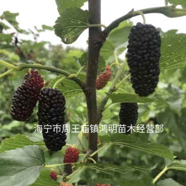 海宁果桑苗:无籽大十,青苗现挖现卖,产量高,纯真嫁接苗
