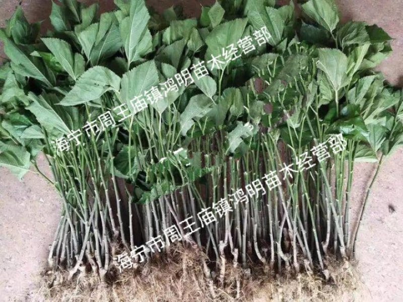 海宁果桑苗：无籽大十，青苗现挖现卖，产量高，纯真嫁接苗
