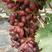 万亩红宝石葡萄浆果直供山东红宝石葡萄浆果单县葡萄量大从优