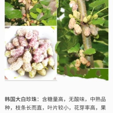 海宁果桑苗木:大白珍珠