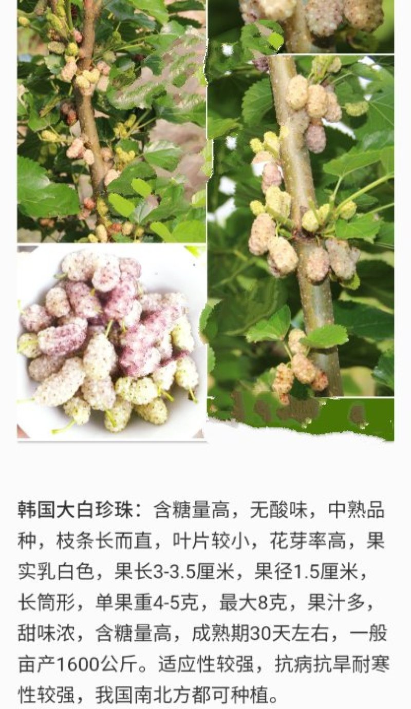 海宁果桑苗木：大白珍珠