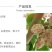 海宁果桑苗木:大白珍珠
