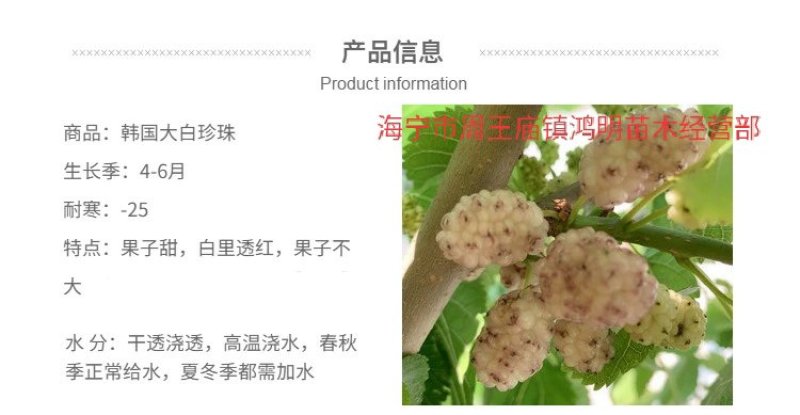 海宁果桑苗木：大白珍珠
