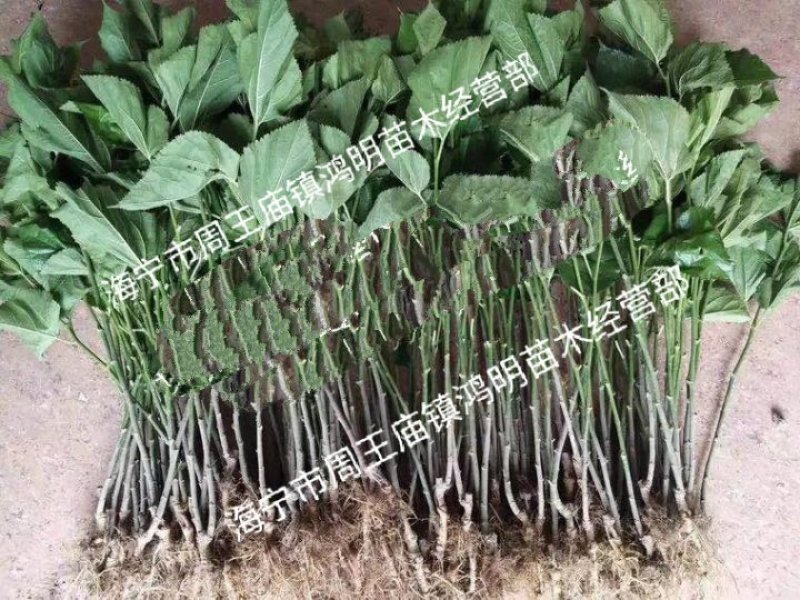海宁果桑苗木：大白珍珠