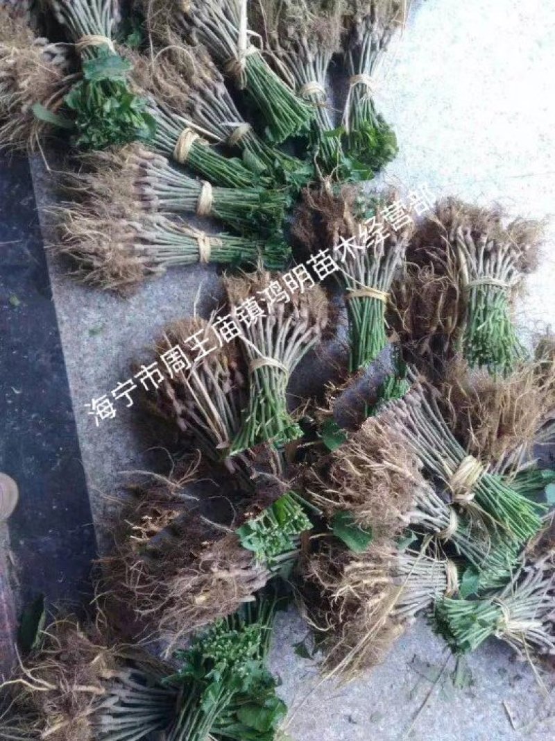 海宁果桑苗木：大白珍珠