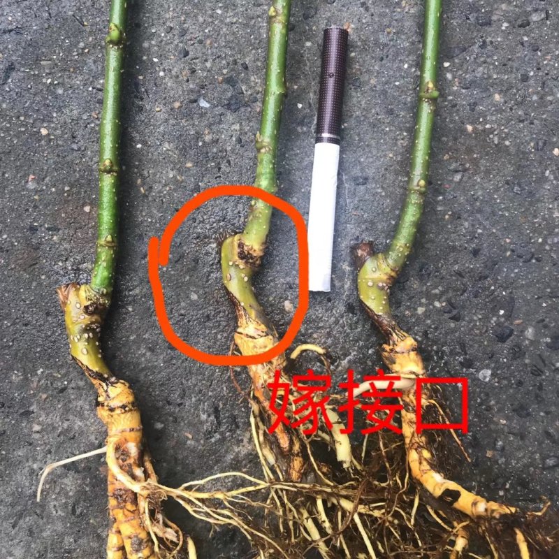 海宁果桑苗木：大白珍珠