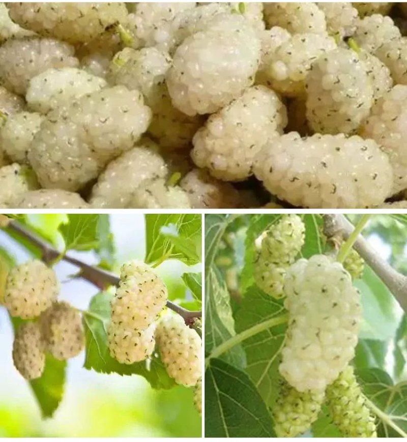 海宁果桑苗木：大白珍珠