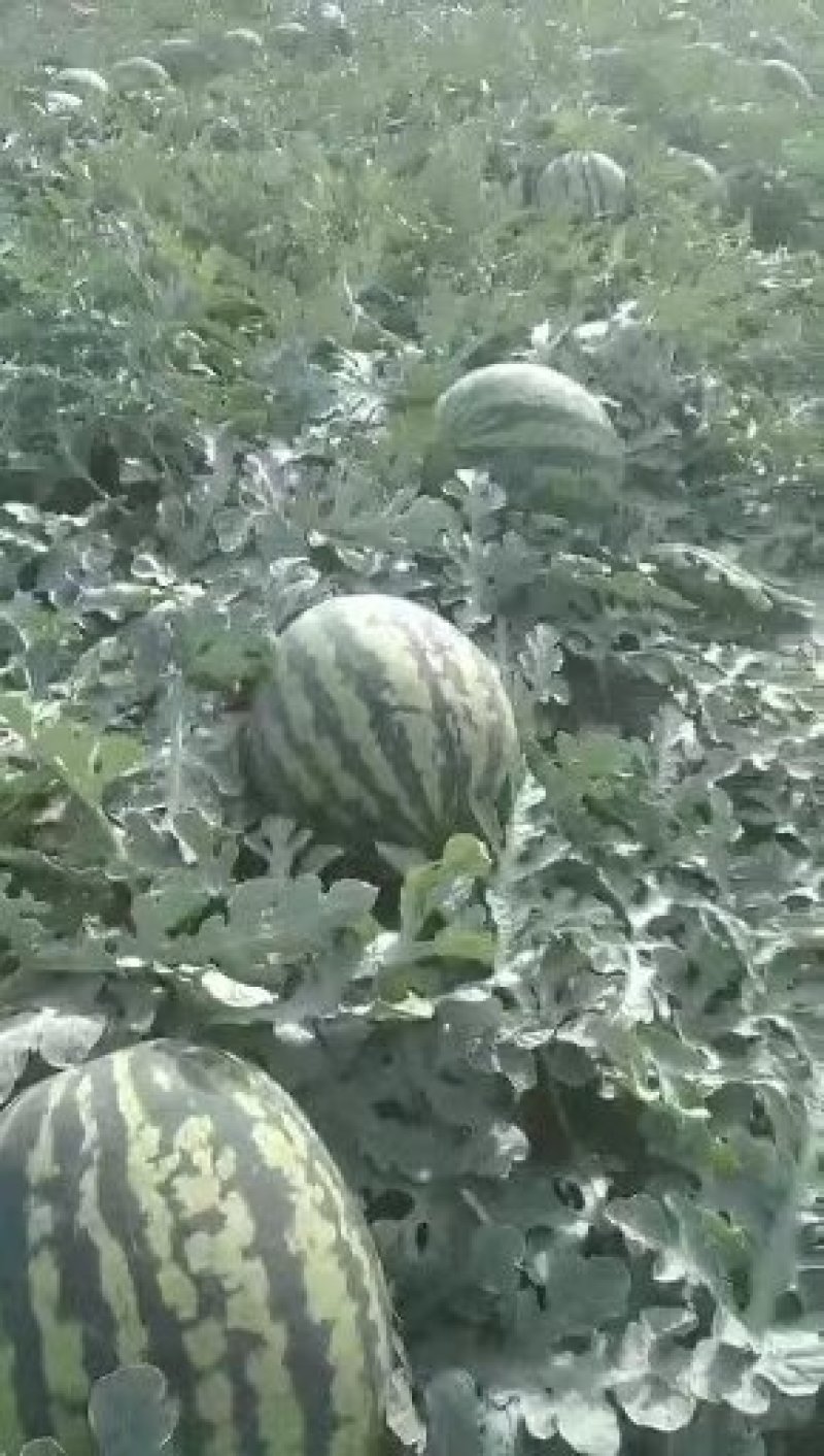 陕西渭南蒲城