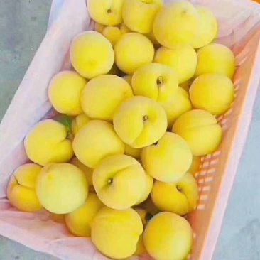黄桃
