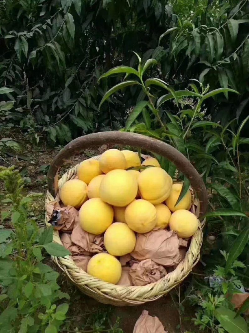 黄桃